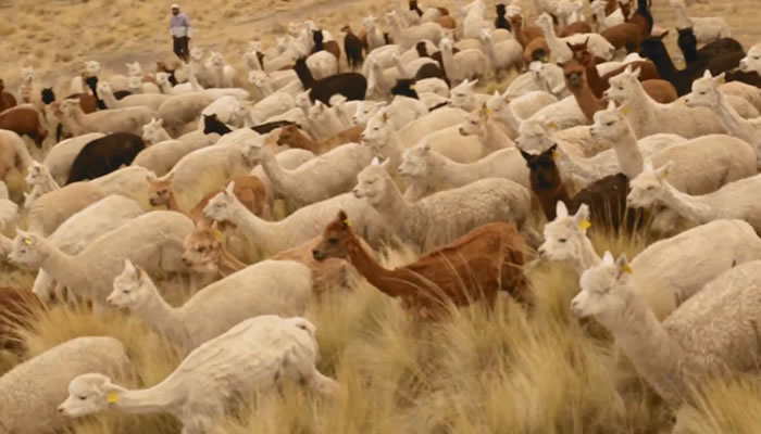 alpacas en la puna peruana